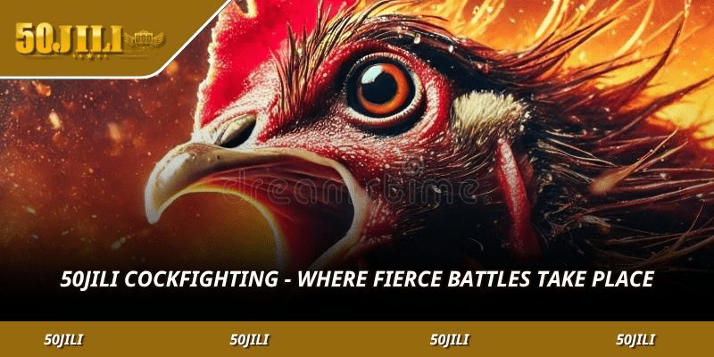 WW5 Cockfighting – Where fierce battles take place